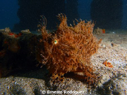 frog fish by Ernesto Rodriguez 
